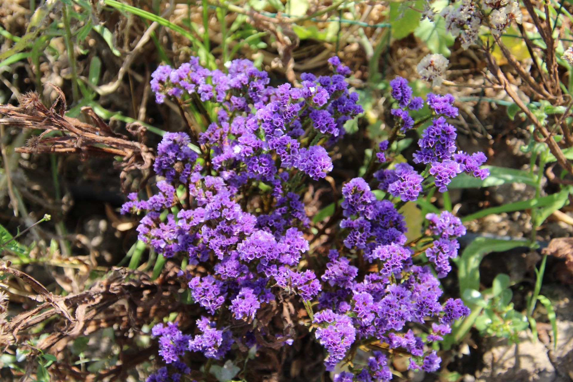 Wysiej zatrwian w marcu, a latem ciesz się jego pięknem